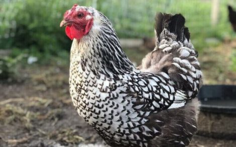 How to Create an Effective Homesteading Checklist Image